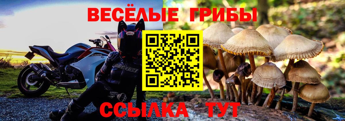 Псилоцибиновые грибы Psilocybe Уссурийск